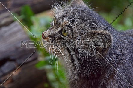 Close up side profile portrait of one cute Manul kitten (The Pallas's cat or Otocolobus manul) looking away, low angle view