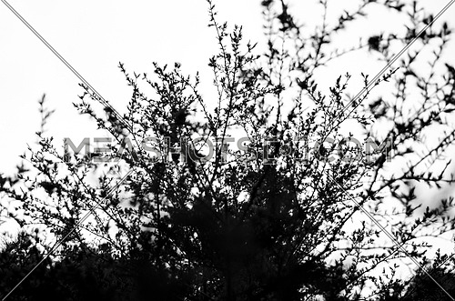 Tree Branches In Silhouette And Black Meashots