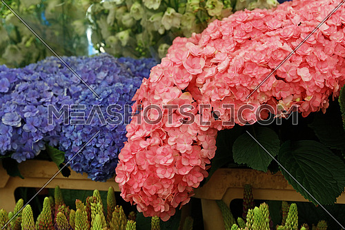 Blue and pink hydrangea hortensia flowers-248722 | Meashots