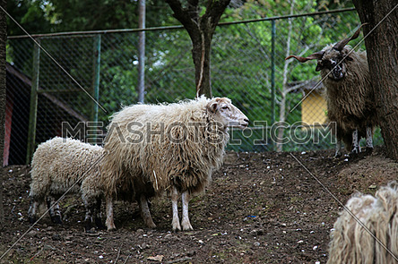 Free funny sheep look like posing for a photo shoot in a Polish park in Istanbul (Turkey)