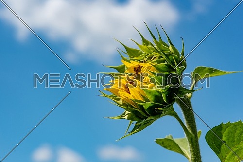 Large Sunflower & Bee Dark Blue | Fabric