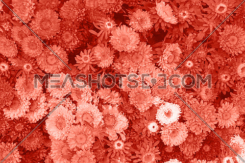 Coral pink toned background of aster flower heads-226424 | Meashots