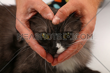 Heart shaped hands embracing domestic cat face-250064 | Meashots