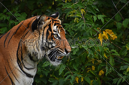 Close up side portrait of Indochinese tiger