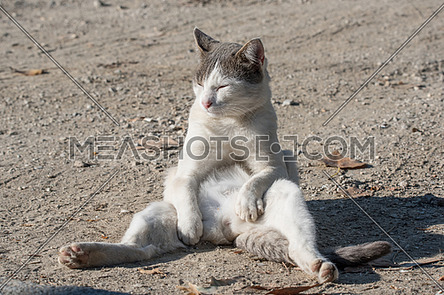 Cute funny and homeless cat on asphalt  | Meashots