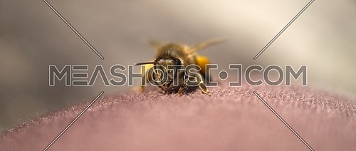 European honey bee - Apis mellifera