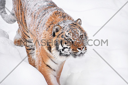 Close up portrait of one young Amur (Siberian) tiger in fresh white snow sunny winter day, looking up at camera, high angle side view