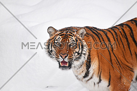 Close up portrait of one young Amur (Siberian) tiger in fresh white snow sunny winter day, looking up at camera, high angle view