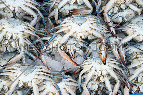 blue crab in fish market stall-41676