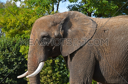 Close up side profile portrait of male African elephant with tusk looking at camera over background of green trees and blue sky, low angle view