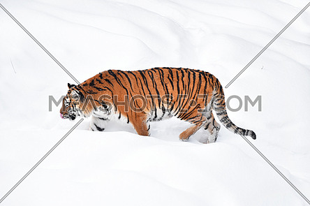 One young female Amur (Siberian) tiger walking in fresh white snow sunny winter day, full length high angle side view