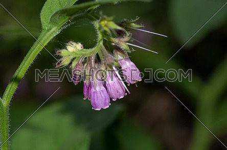 Wild Common Comfrey Or True Comfrey Flower Selective Focus 240189 Meashots