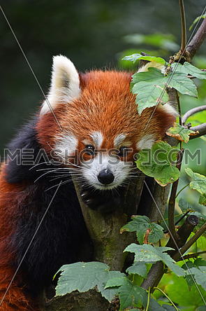 Close up portrait of one cute red panda on green tree, looking at camera, low angle view