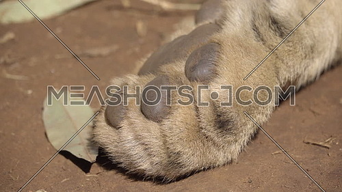 View of the front paw of a sleeping lion