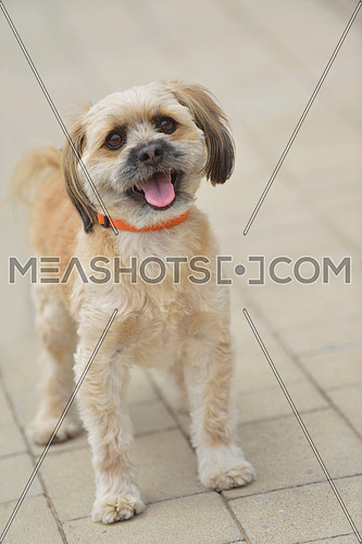people best friend. little dog cute animal pet puppy outdoor portrait