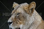 Close up full frame portrait of one African lioness (panther leo) face, lion female looking at camera, side turning her head, moves ears