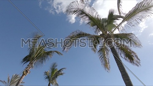 Camera fly among palm trees