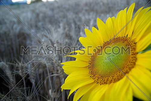 sunflower closeup with wheat in background        (NIKON D80; 6.7.2007; 1/80 at f/3.2; ISO 400; white balance: Auto; focal length: 20 mm)