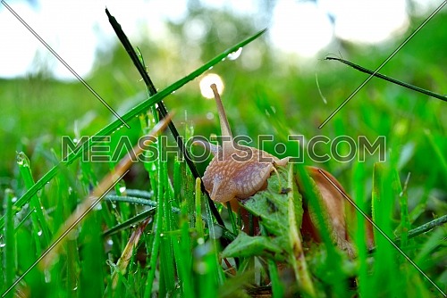 Snail on the morning dew grass eats plant leaves. Helix pomatia, common names the Roman snail, Burgundy snail, edible snail