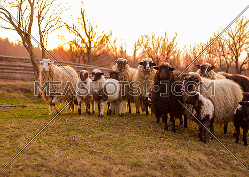 sheeps farm animal group flock in grass field on spring sunset are prepare for Islamic sacrifice festival eid al adha