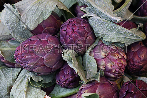 Purple fresh globe artichokes with green leaves on retail market display, low angle view