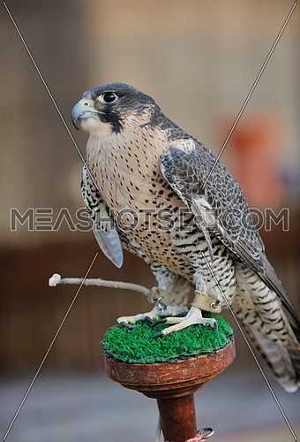 arabic bird falcon predator with sharp vision