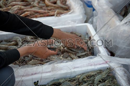 close up of a hand choosing prawns in Fish Market In Dubai