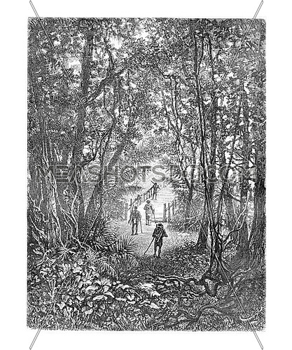 Crossing a Small Bridge in the Jungle in Oiapoque, Brazil, drawing by Riou from a sketch by Dr. Crevaux, vintage engraved illustration. Le Tour du Monde, Travel Journal, 1880