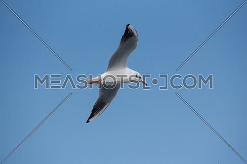 Detailed portrait of natural flying black-headed gull ( Larus ridibundus)