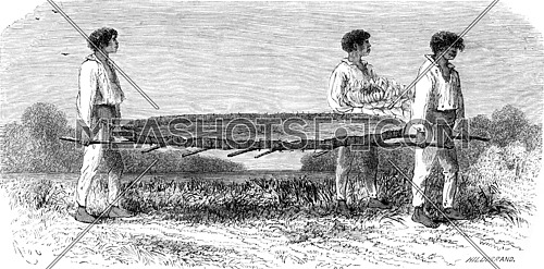Transporting a sheet of Nymphaea, vintage engraved illustration. Le Tour du Monde, Travel Journal, (1865).