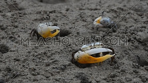 Close up of three small tropical fiddler crabs with big yellow claws crawling in mud of sand sea shore beach, high angle view