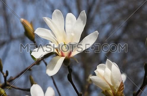 One white magnolia flower tremble in the wind over background of blue sky, tree branches and twigs, flowers and buds, close up, Full HD 1080
