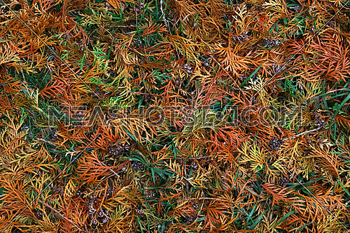 Background of multi colored autumn forest litter of fallen colorful green, yellow and brown arborvitae thuja needle leaves, elevated top view, directly above