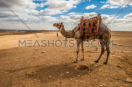 One camel standing in the desert on a sunny day blue sky and white clouds