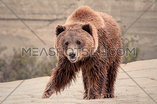 Brown bear on a rocky surface