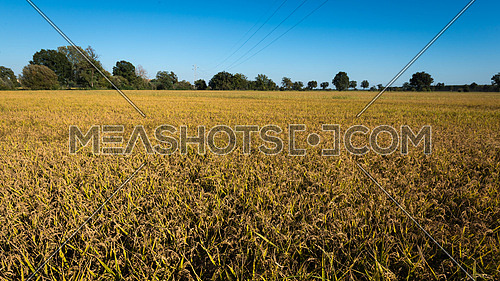 In the picture rice field during the day