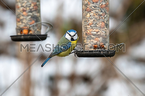 Blue tit (Cyanistes caeruleus or Parus caeruleus) taking nuts from bird feeder