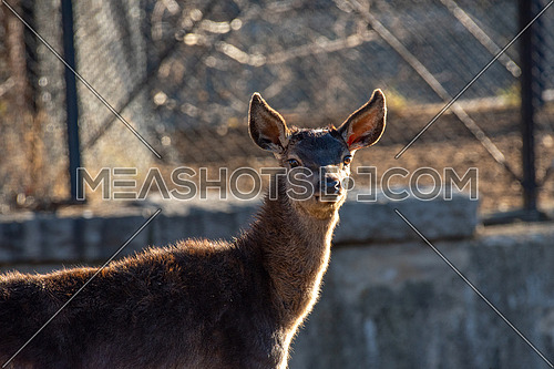 Close-up portrait of beautiful young  red deer (Cervus elaphus)