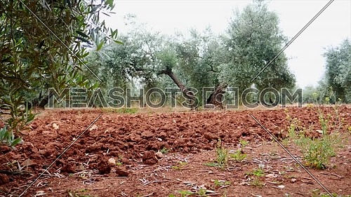 Field of Olive trees near Jaen, soft camera movement