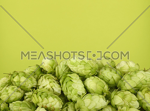 Close up heap of fresh green hops, ingredient for beer or herbal medicine, over pastel green background with copy space, low angle side view