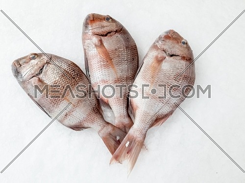 Three snapper sea fish resting on the ice, view from top.