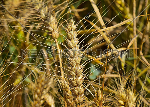 One ripe mature wheat ear head close up with other mature and green spikes in background