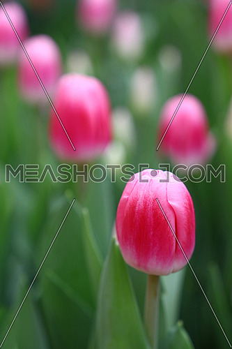 Purple pink fresh springtime tulip flowers with green leaves growing in field, close up, high angle view