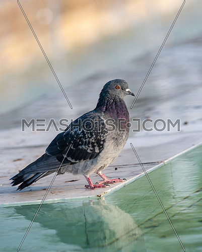 Pigeon. Dove. The large bird genus Columba comprises a group of medium to large stout-bodied pigeons, often referred to as the typical pigeons