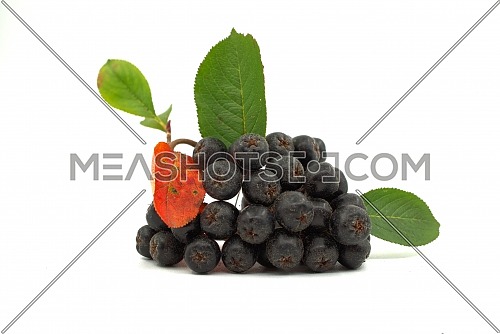 Chokeberry with leaf isolated on white background. Black aronia berries