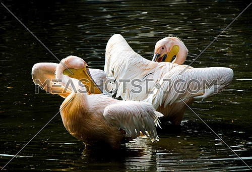 Pelicans couple - standing as mirror