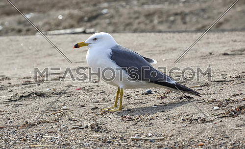 Caspian gull Larus cachinnans on the beach stands in profile