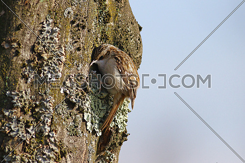 Tree creeper, CerthiaFamiliaris, climbing on a tree trunk feeding on insects