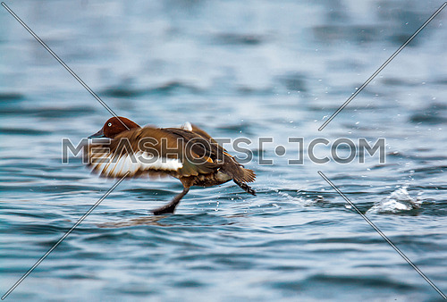 ferruginous Duck landing in water