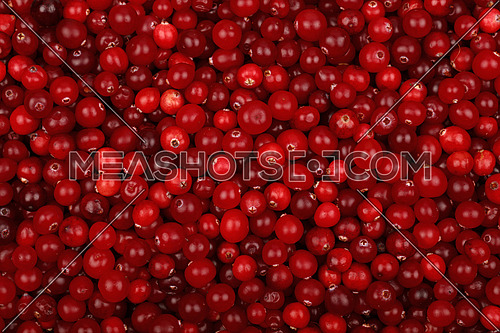 Fresh red ripe cranberries background close up, elevated top view